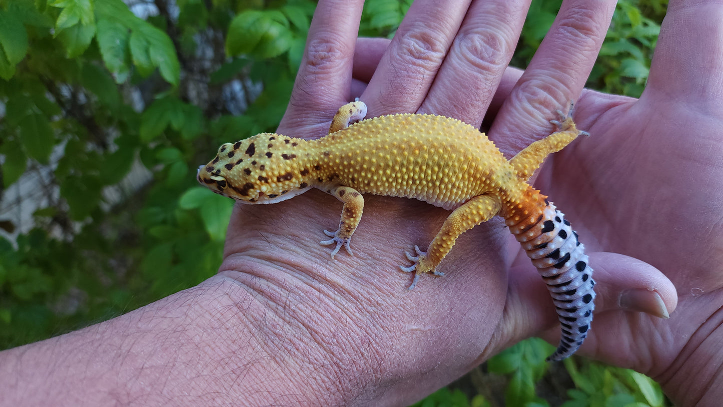 Female Inferno Bold Emerine Cross Leopard Gecko