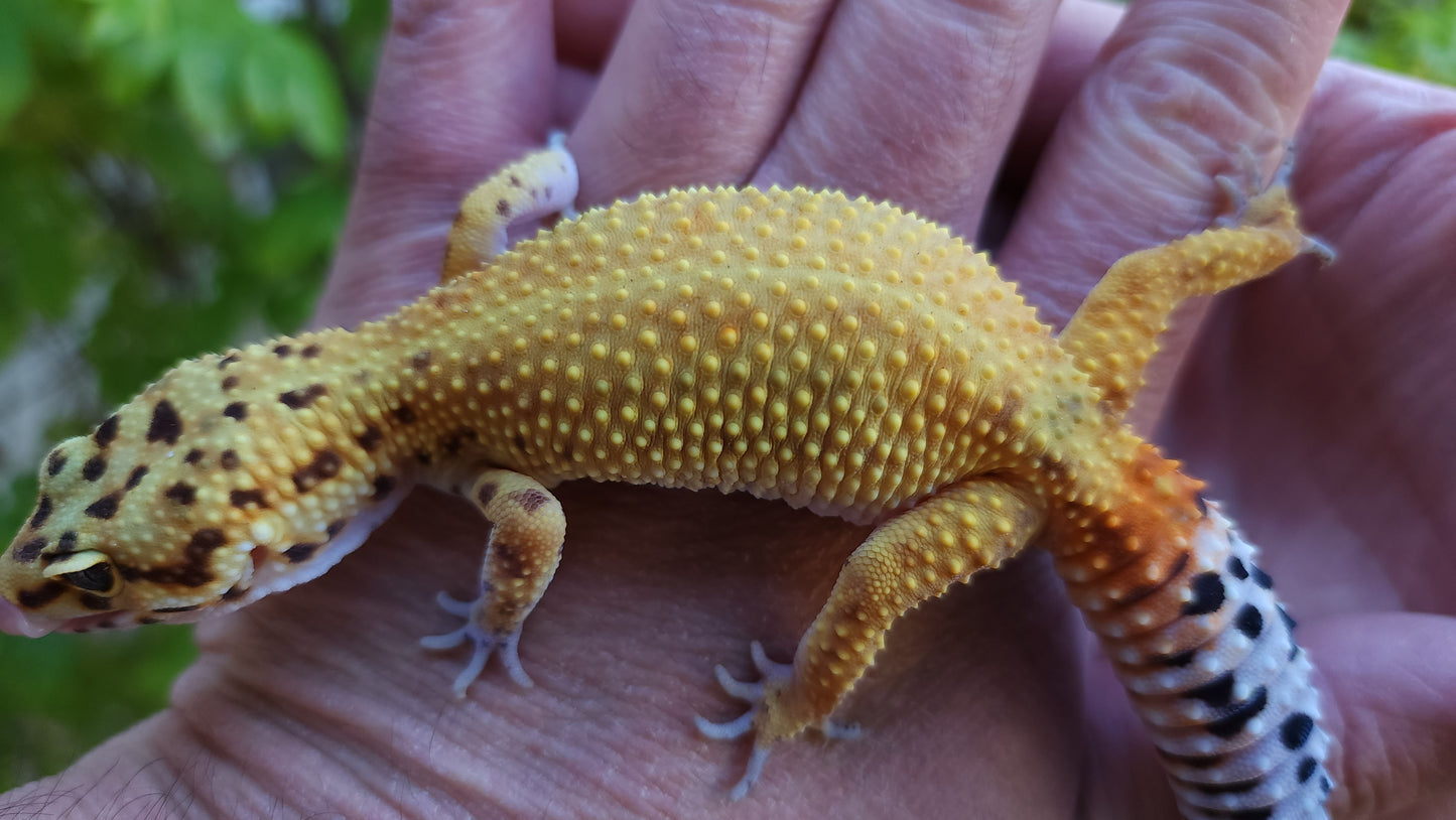 Female Inferno Bold Emerine Cross Leopard Gecko