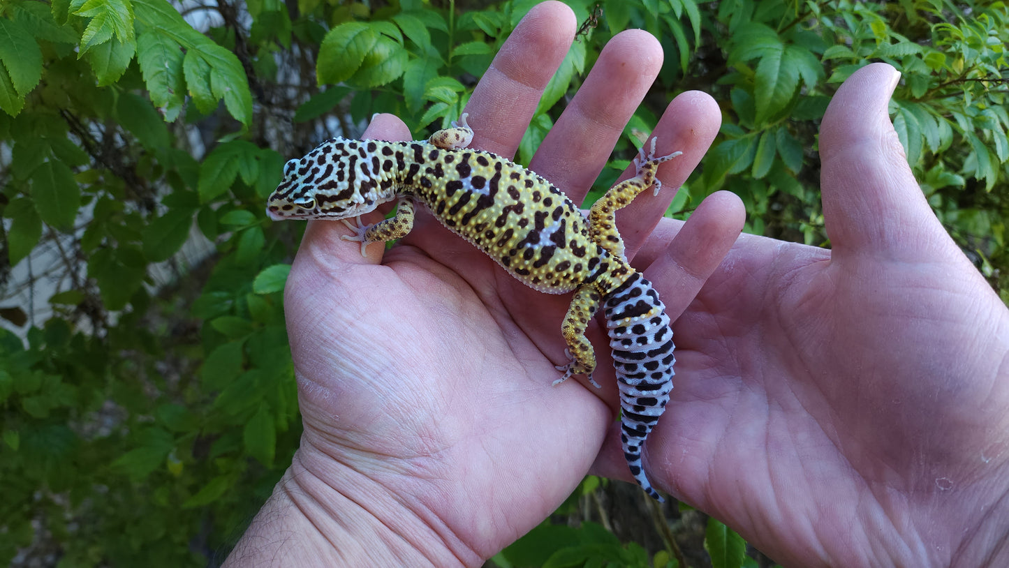 Female Fasciolatus Inferno Cross Leopard Gecko