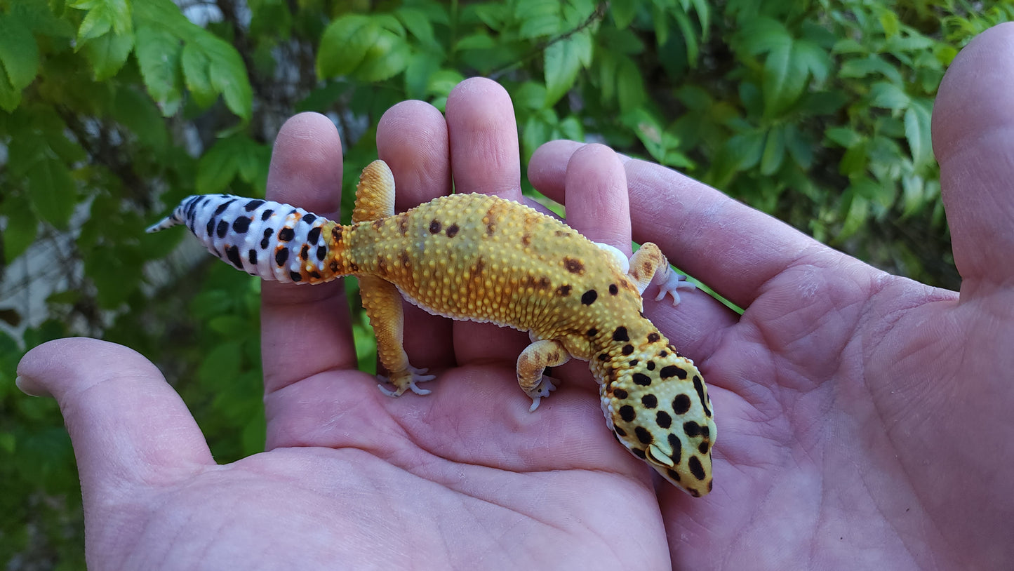 Female Mandarin Bold Emerine Cross Leopard Gecko