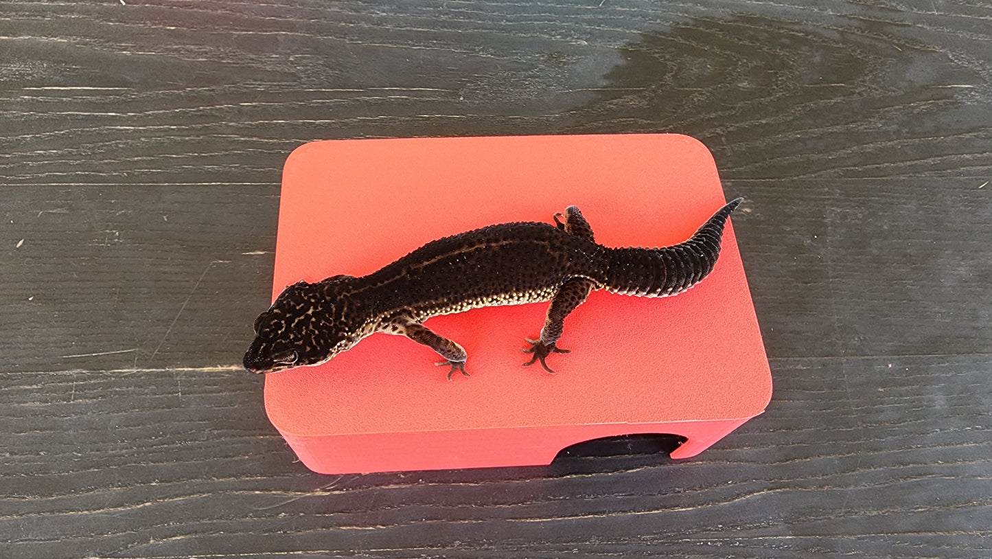 Strawberry Red Leopard Gecko humid hide, dry hide, food bowl, calcium, & water dish combo