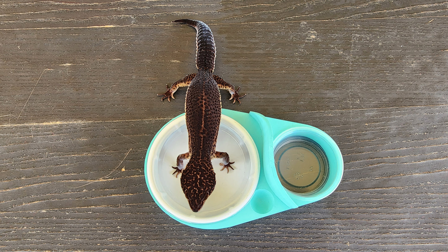 Sky Blue Leopard Gecko food bowl, calcium dish, & water dish