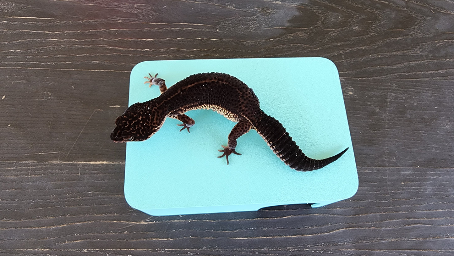 Sky Blue Leopard Gecko humid hide, dry hide, food bowl, calcium, & water dish combo