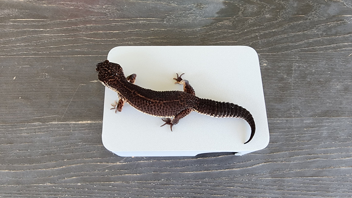 Ash Grey Leopard Gecko humid hide, dry hide, food bowl, calcium, & water dish combo