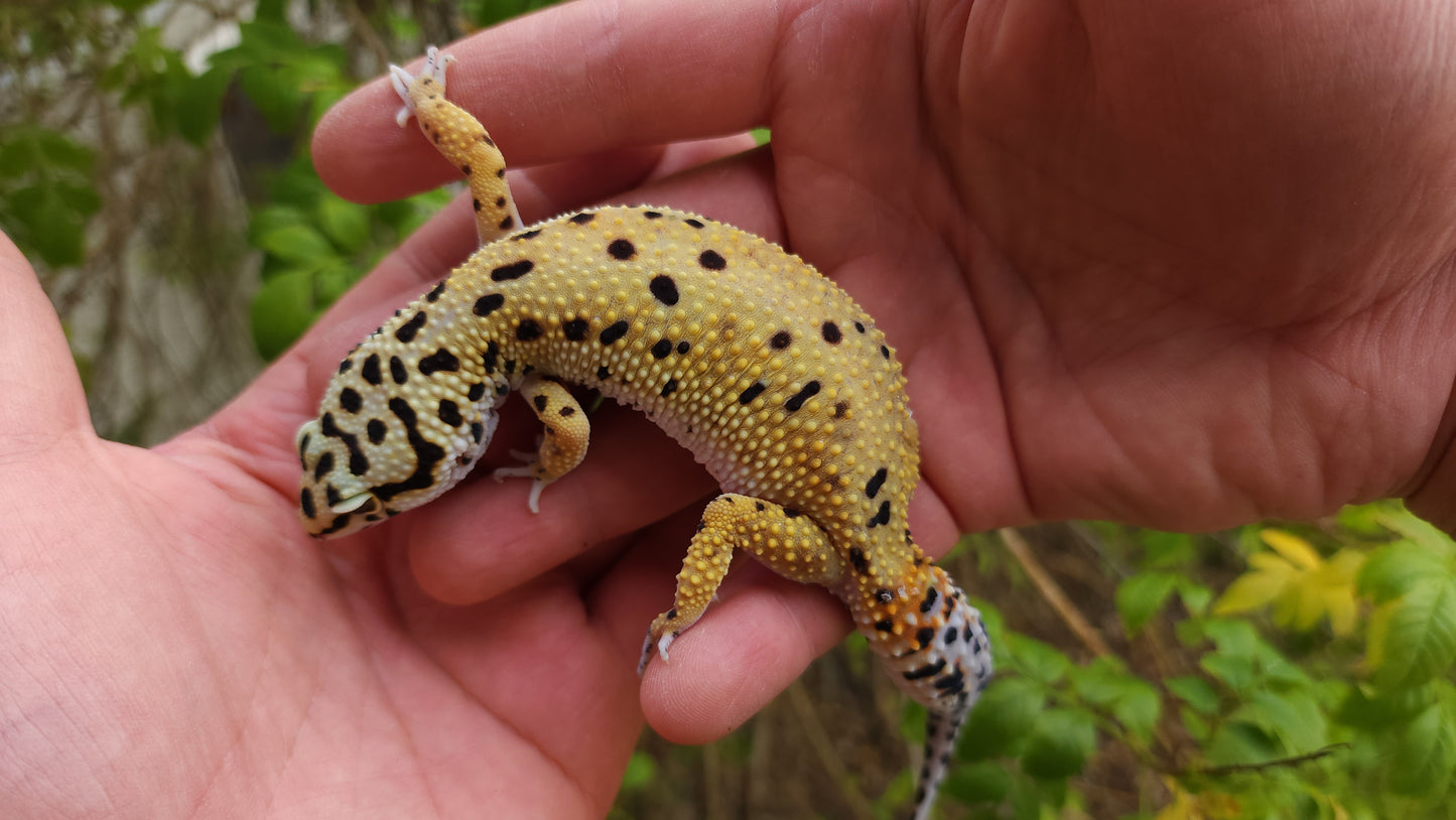 Female Inferno Tangerine Bold Emerine Cross Leopard Gecko