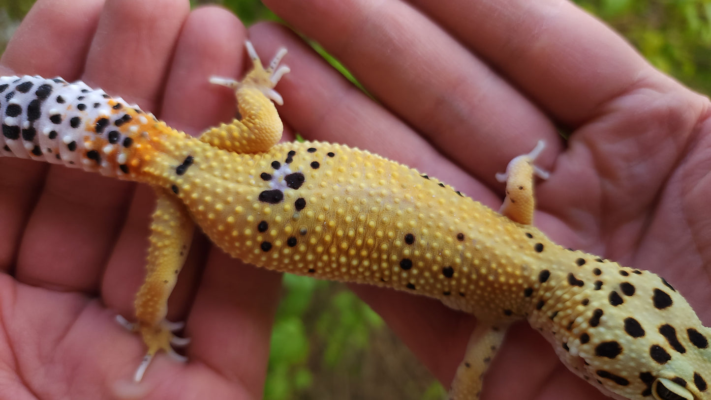 Female Blood Tangerine Bold Emerine Cross Leopard Gecko