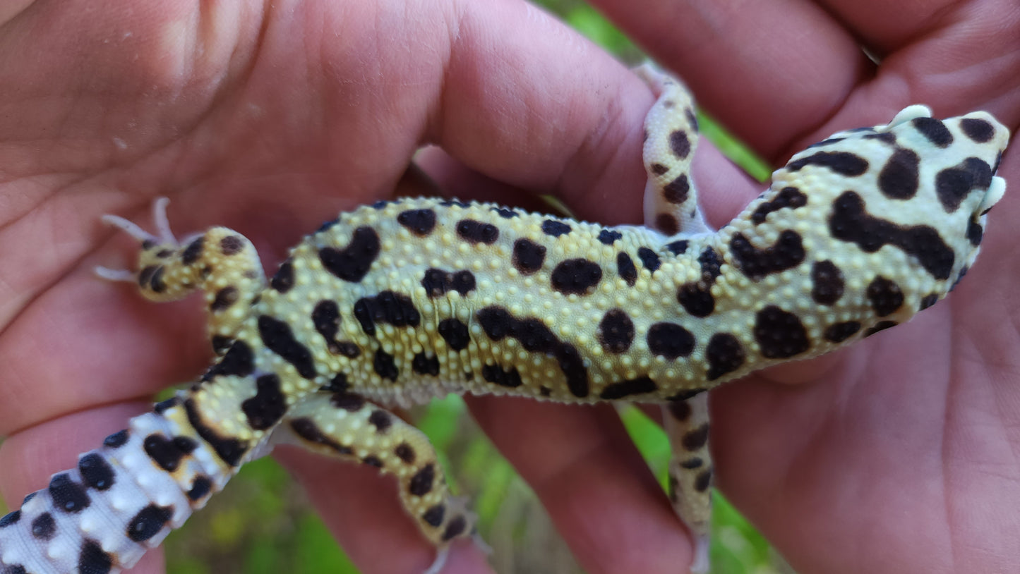 Male Hyper Xanthic Bold Emerine Leopard Gecko