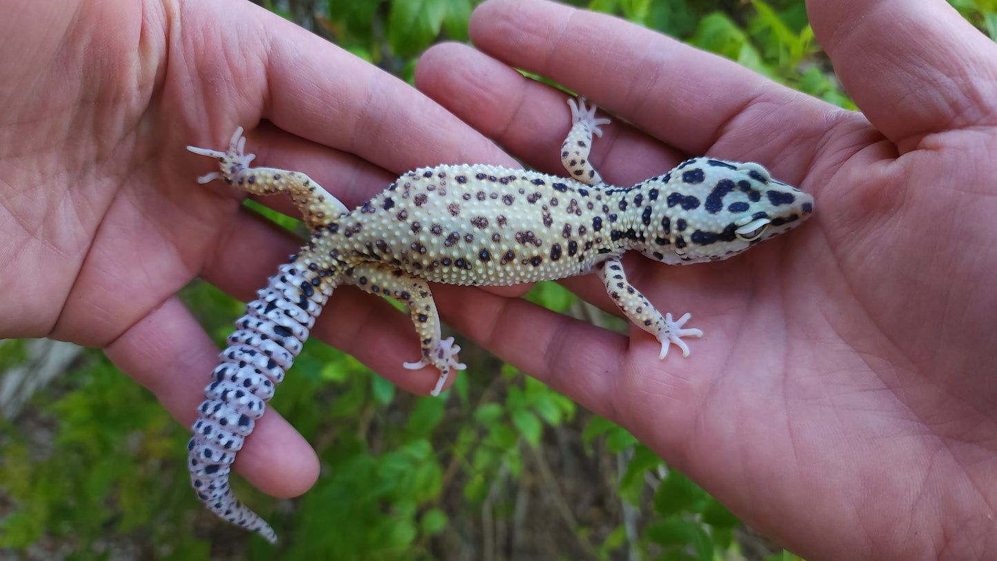 Female Hyper Xanthic Bold Emerine White & Yellow Leopard Gecko