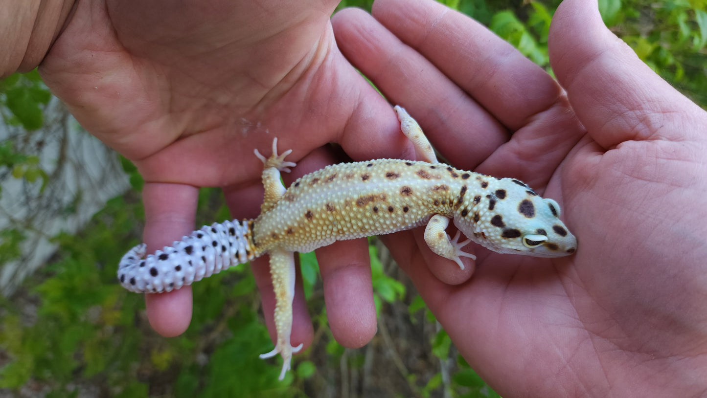 Female Hyper Xanthic Bold Emerine White & Yellow Leopard Gecko (Curly Tail & Small, Pet)