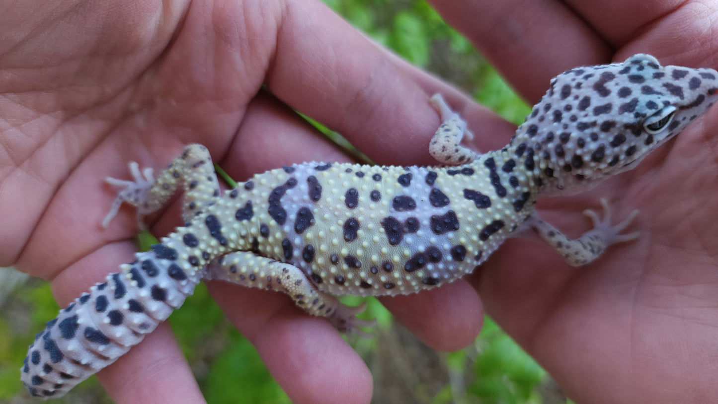 Female Fasciolatus Turcmenicus Macularius Leopard Gecko