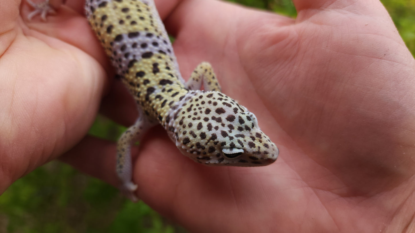 Male Pure Fasciolatus Leopard Gecko