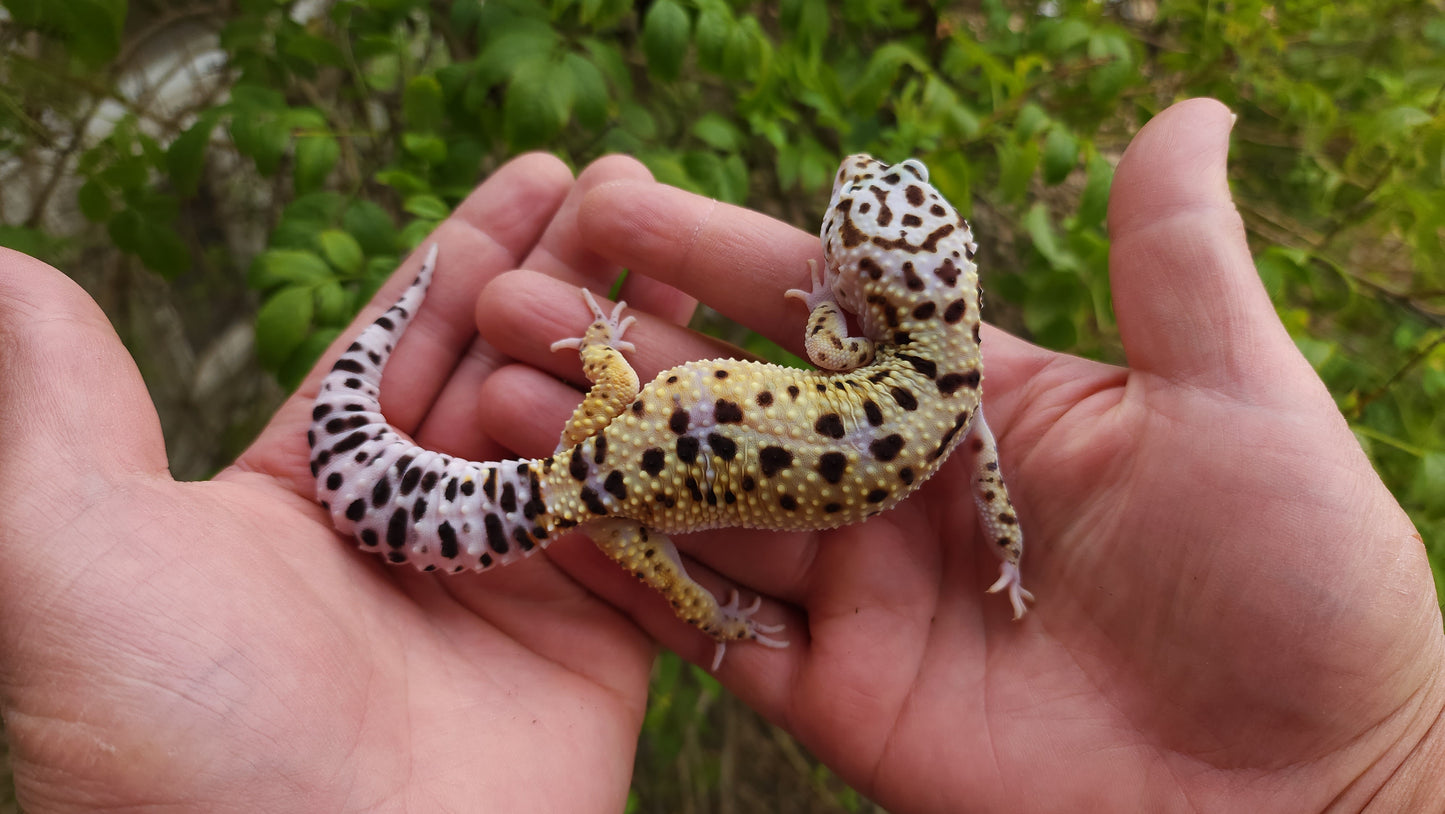Female Fasciolatus Turcmenicus Macularius Cross Leopard Gecko