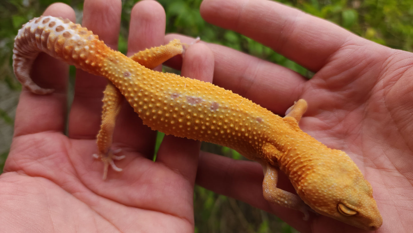 Female Inferno Tangerine Tremper Albino Reverse Stripe Leopard Gecko (Backwards Arm, Unique Pupil, & Small, Pet)