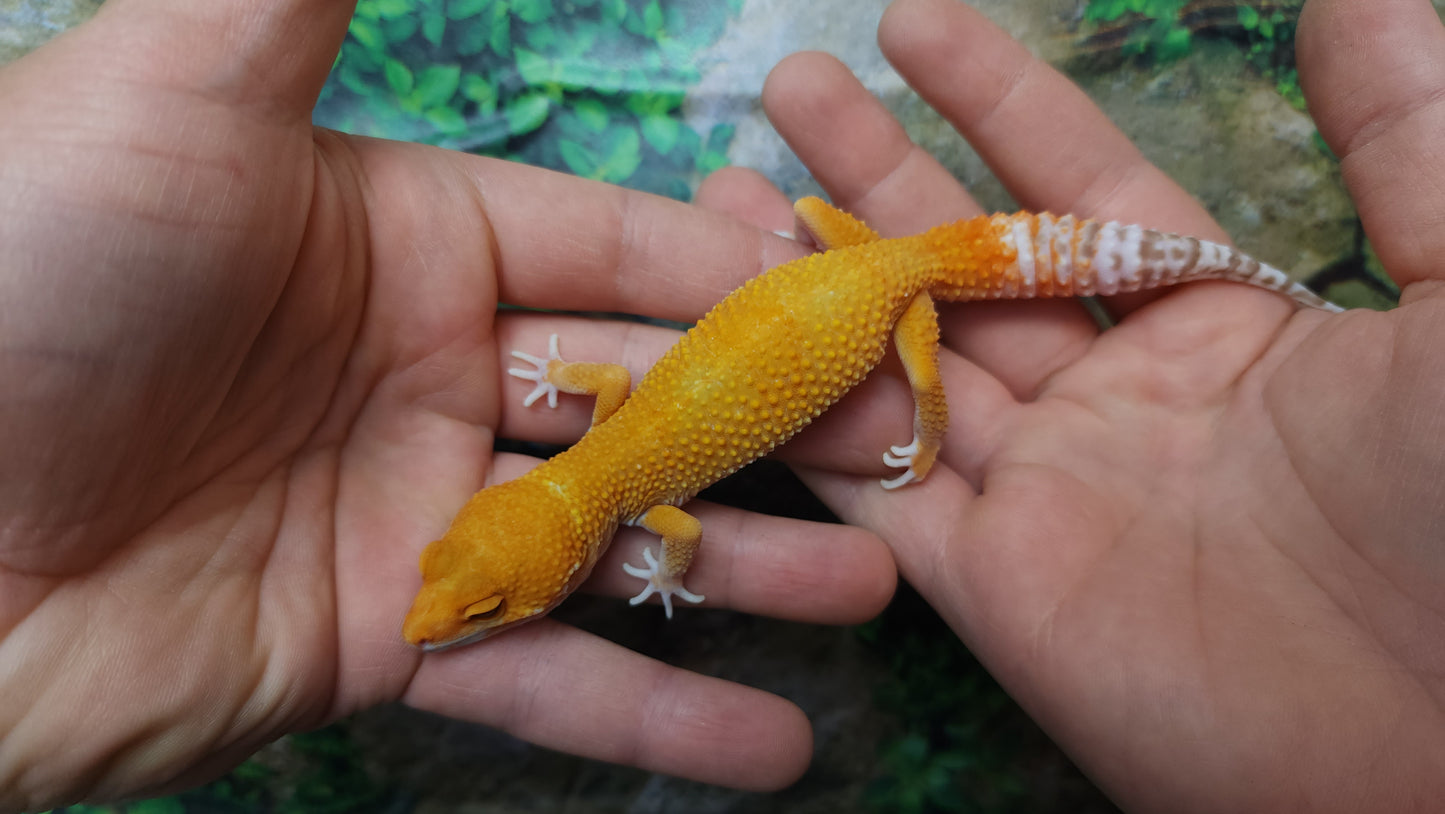Female Mandarin Inferno Tangerine Tremper Albino Leopard Gecko