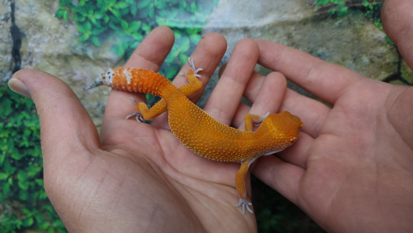 Female Mandarin Inferno Tangerine Emerine Leopard Gecko (Good Carrot Tail & Good Color)