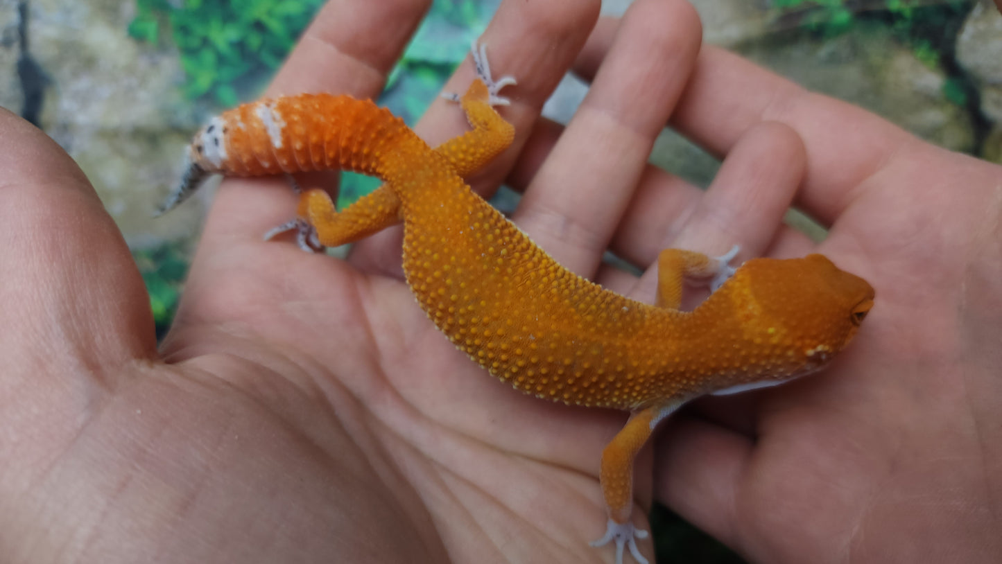 Female Mandarin Inferno Tangerine Emerine Leopard Gecko (Good Carrot Tail & Good Color)