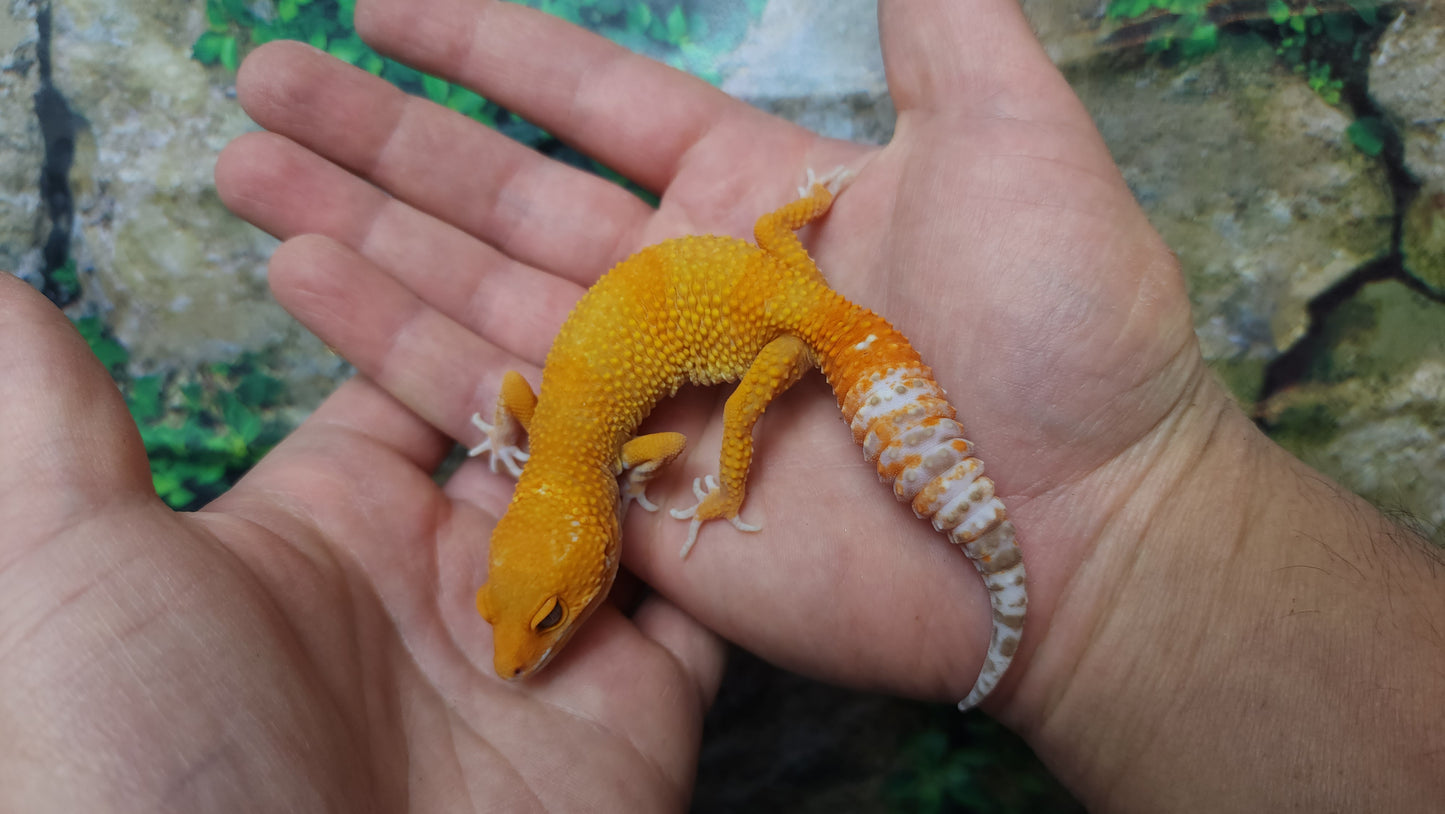 Female Mandarin Inferno Tangerine Emerine Tremper Albino Leopard Gecko