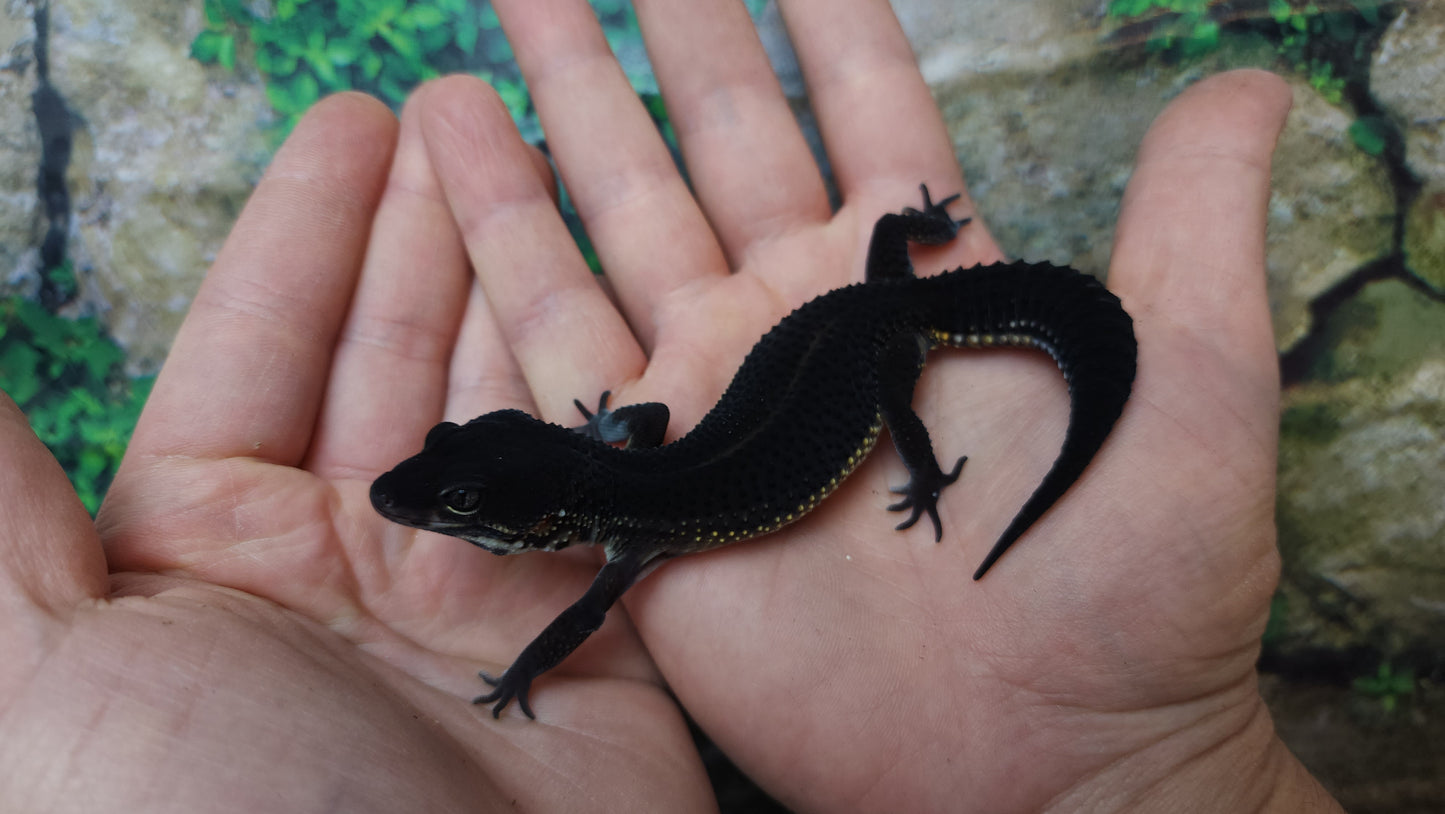 Female Black Night Leopard Gecko (Extremely Dark)