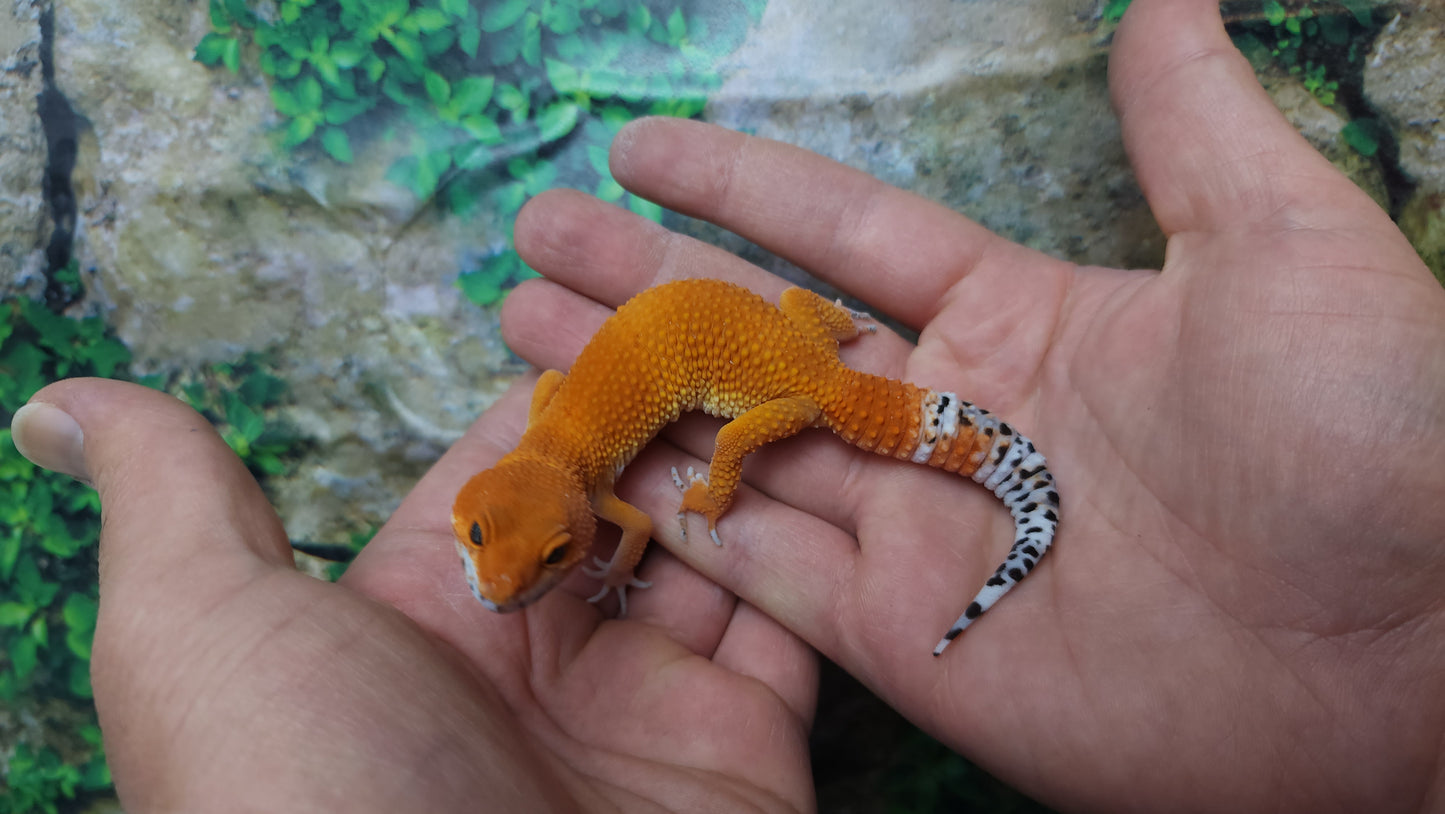 Female Mandarin Inferno Tangerine Leopard Gecko (Generation 2)