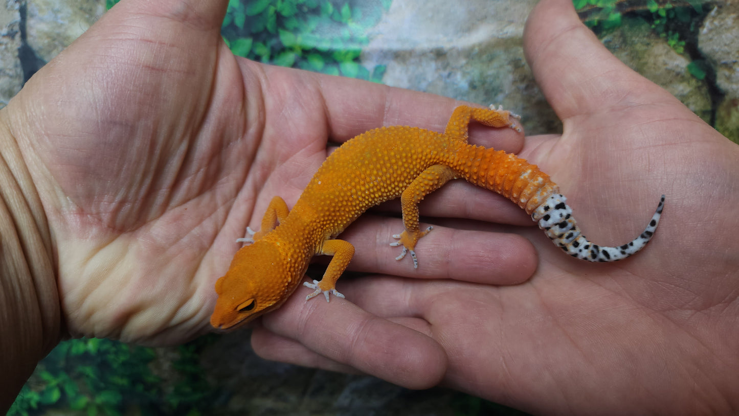 Female Mandarin Inferno Tangerine Emerine Leopard Gecko (Generation 2)