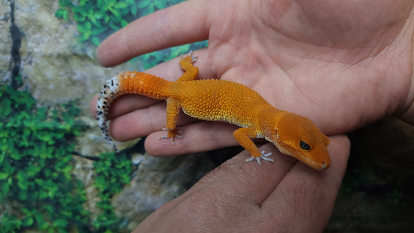 Female Mandarin Inferno Tangerine Emerine Leopard Gecko (Generation 2)
