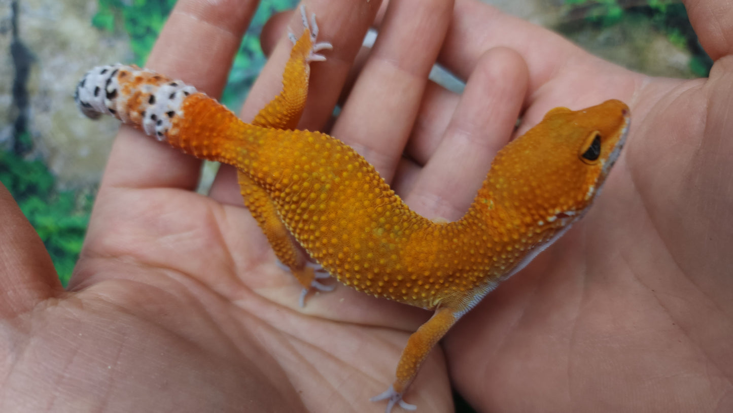 Female Mandarin Inferno Tangerine Emerine Leopard Gecko