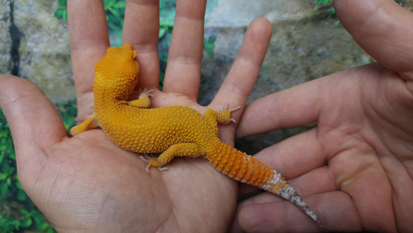 Female Mandarin Inferno Tangerine Emerine Tremper Albino Leopard Gecko (Good Carrot Tail)