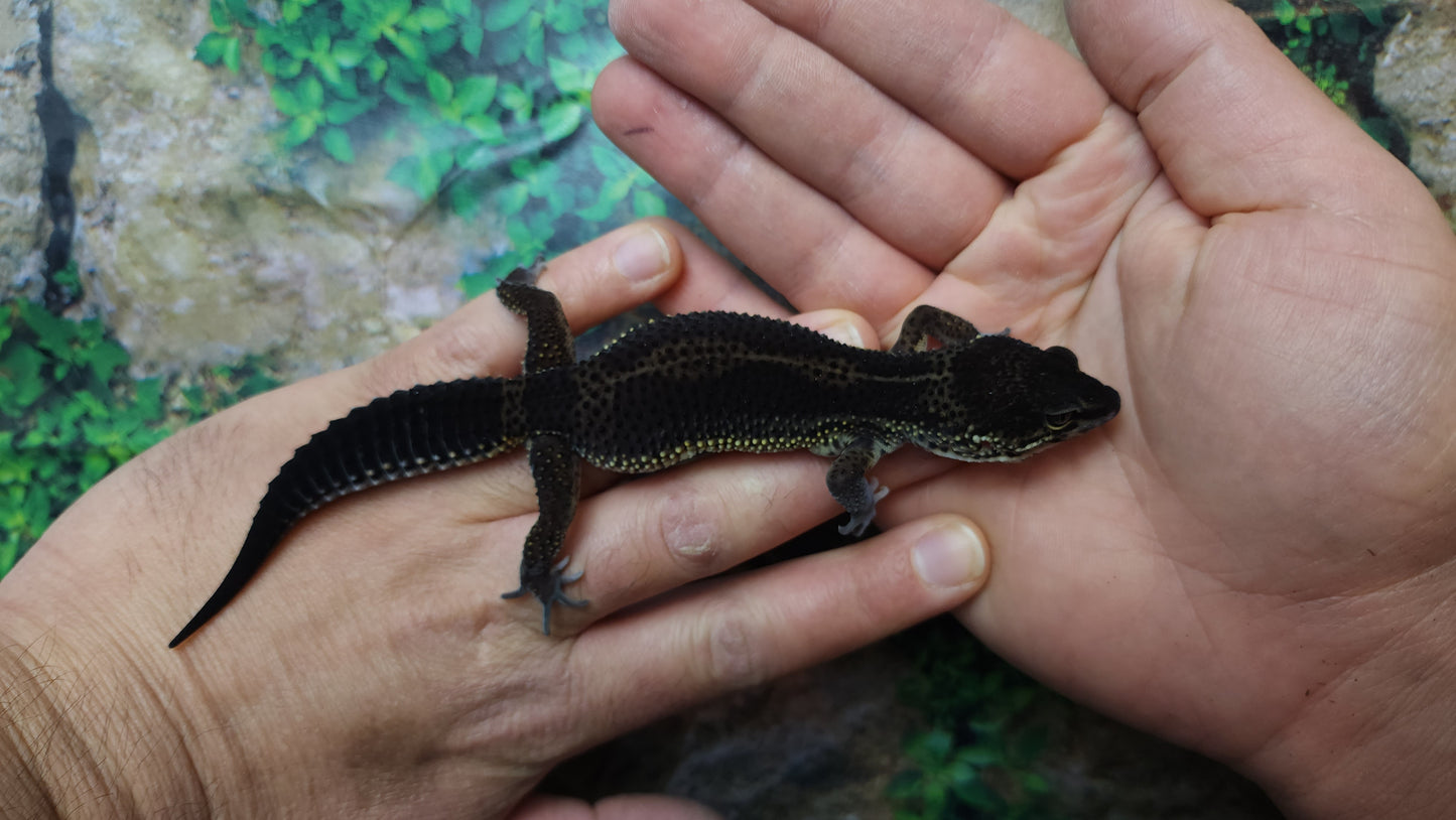 Female Black Night Leopard Gecko (Super Dark)