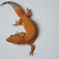 Female Super hypo Mandarin Inferno Tangerine Carrot Tail Leopard Gecko