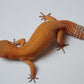 Female Super hypo Mandarin Inferno Tangerine Carrot Tail Leopard Gecko