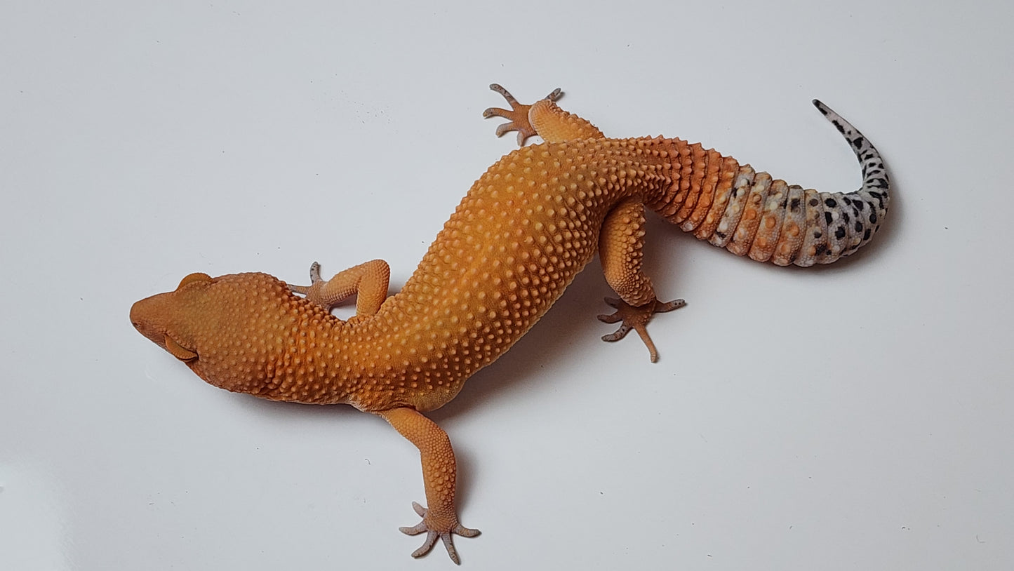 Female Super hypo Mandarin Inferno Tangerine Carrot Tail Leopard Gecko
