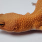 Female Super hypo Mandarin Inferno Tangerine Carrot Tail Leopard Gecko