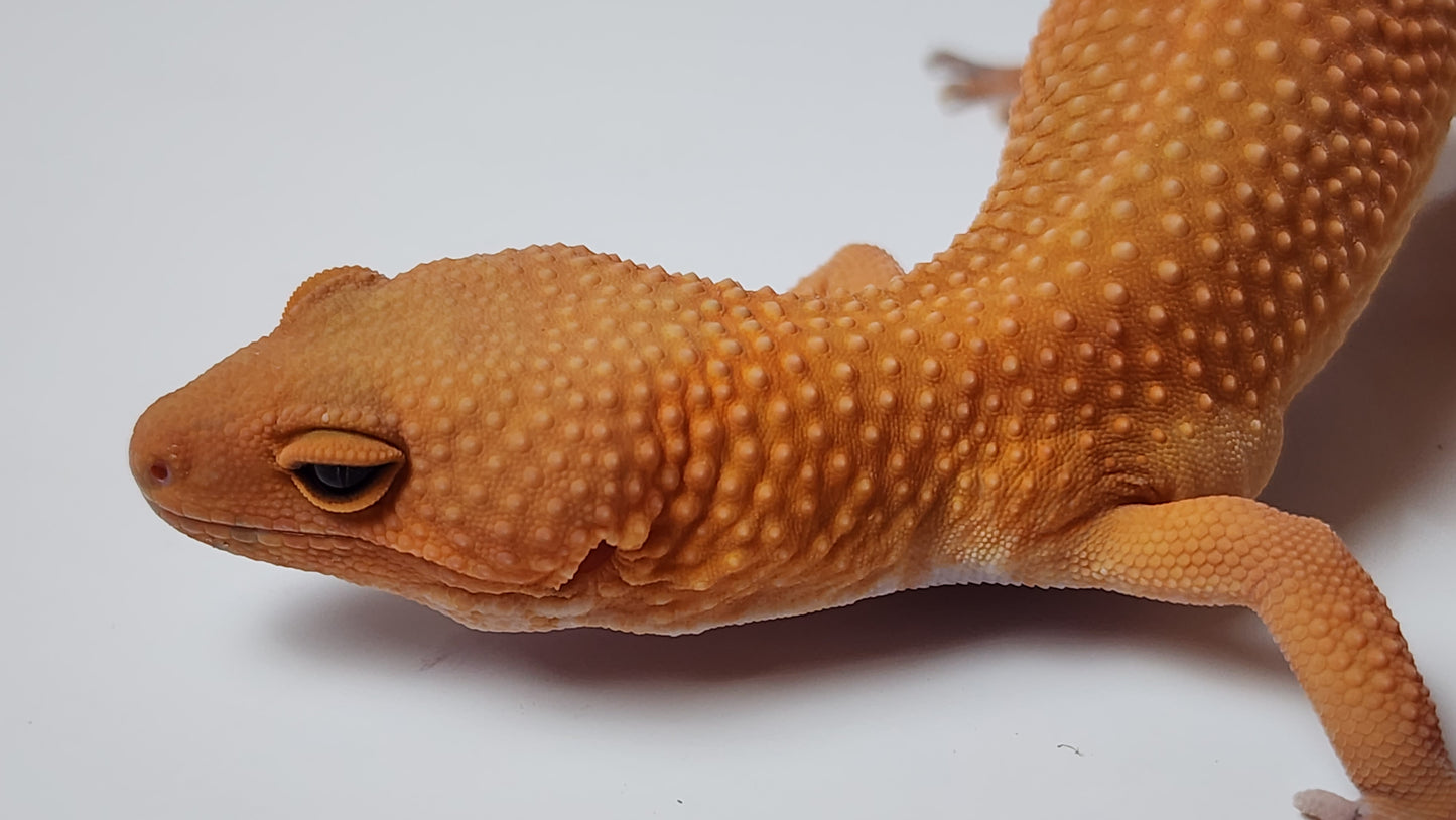 Female Super hypo Mandarin Inferno Tangerine Carrot Tail Leopard Gecko