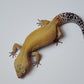 Female Super Hypo Blood Tangerine Bold Cross Leopard Gecko