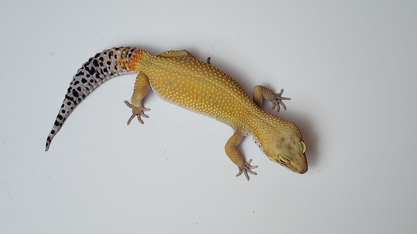Female Super Hypo Blood Tangerine Bold Cross Leopard Gecko