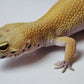 Female Super Hypo Blood Tangerine Bold Cross Leopard Gecko