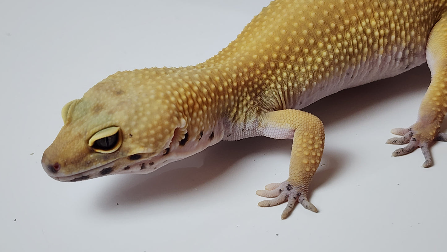 Female Super Hypo Blood Tangerine Bold Cross Leopard Gecko