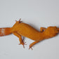Female Super Hypo Mandarin Inferno Tangerine Tremper Albino Carrot Tail Leopard Gecko