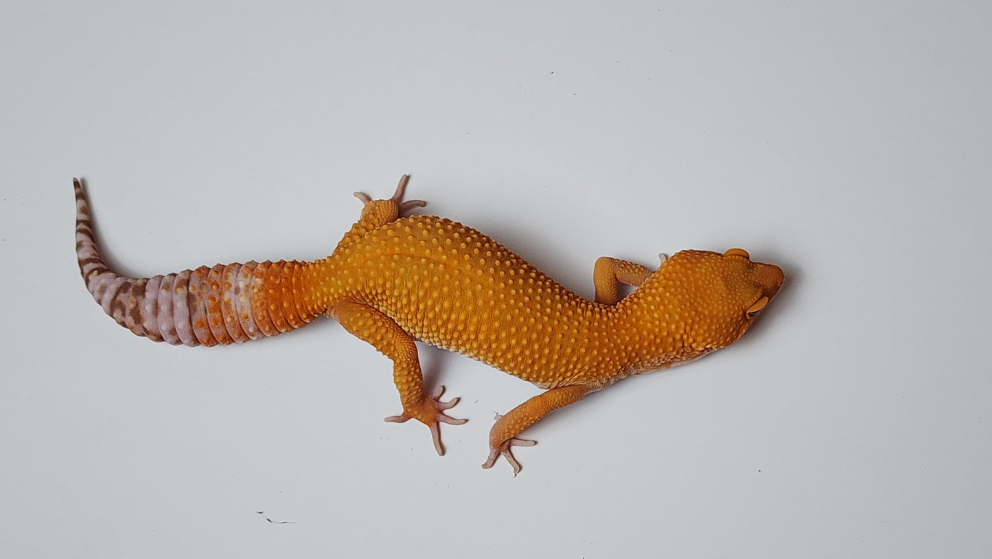 Female Super Hypo Mandarin Inferno Tangerine Tremper Albino Carrot Tail Leopard Gecko