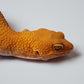 Female Super Hypo Mandarin Inferno Tangerine Tremper Albino Carrot Tail Leopard Gecko