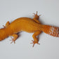 Female Super Hypo Mandarin Inferno Tangerine Tremper Albino Carrot Tail Leopard Gecko