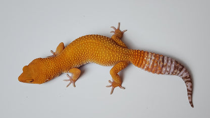 Female Super Hypo Mandarin Inferno Tangerine Tremper Albino Carrot Tail Leopard Gecko