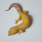 Female Blood Tangerine Bold Cross Tremper Albino Leopard Gecko