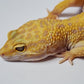 Female Blood Tangerine Bold Cross Tremper Albino Leopard Gecko