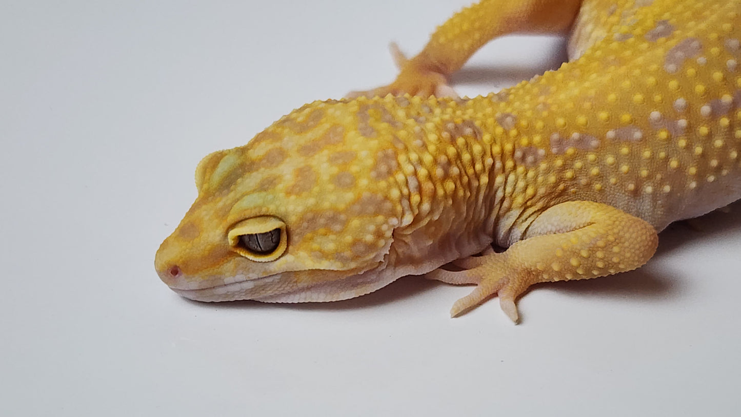 Female Blood Tangerine Bold Cross Tremper Albino Leopard Gecko