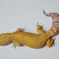 Female Blood Tangerine Bold Cross Tremper Albino Leopard Gecko