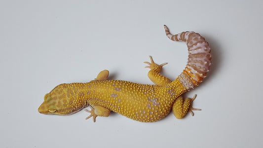 Female Blood Tangerine Bold Cross Tremper Albino Leopard Gecko