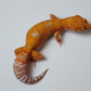 Female White Spot Mandarin Inferno Tangerine Tremper Albino Carrot Tail Leopard Gecko