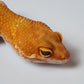 Female White Spot Mandarin Inferno Tangerine Tremper Albino Carrot Tail Leopard Gecko