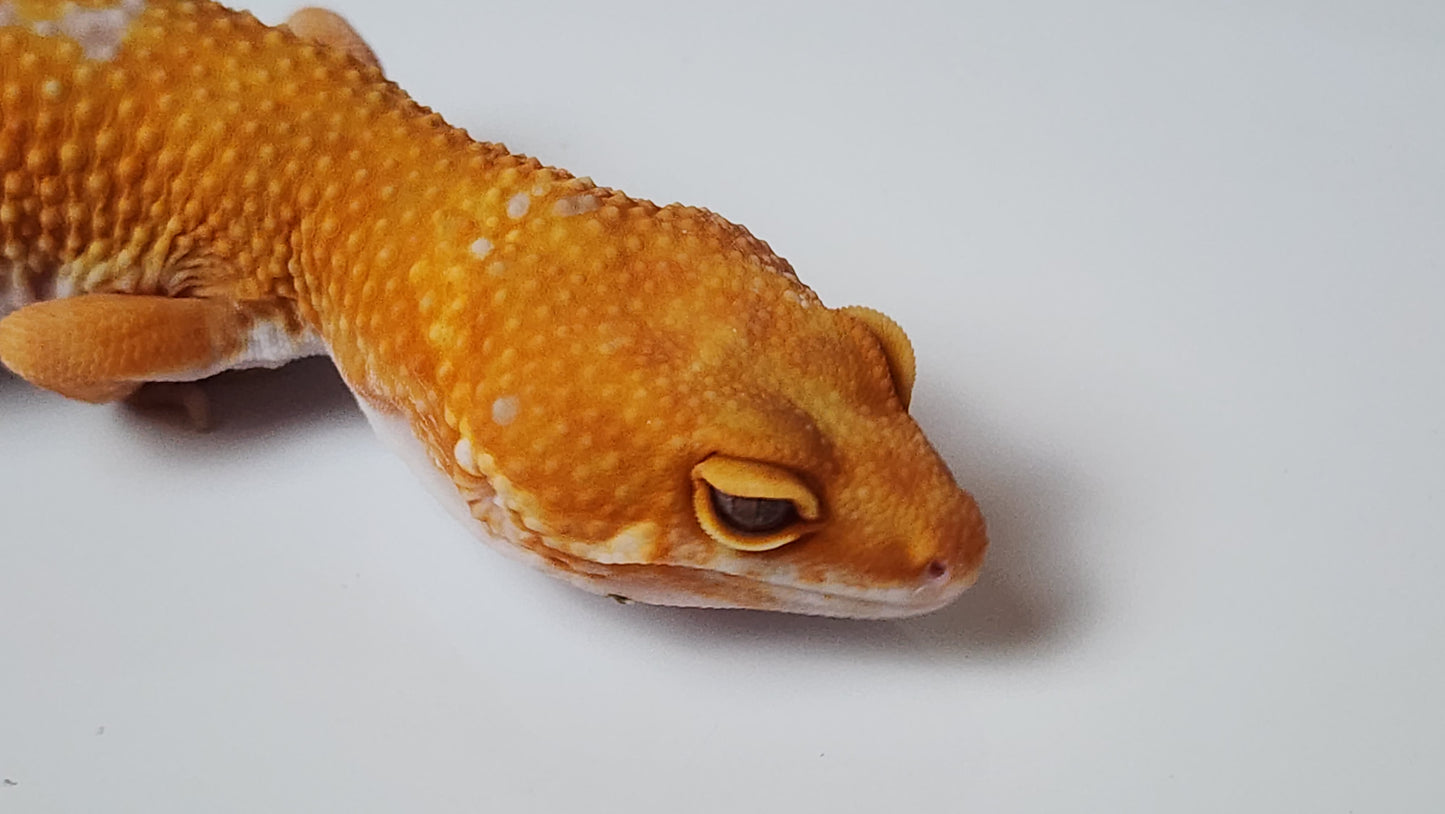 Female White Spot Mandarin Inferno Tangerine Tremper Albino Carrot Tail Leopard Gecko